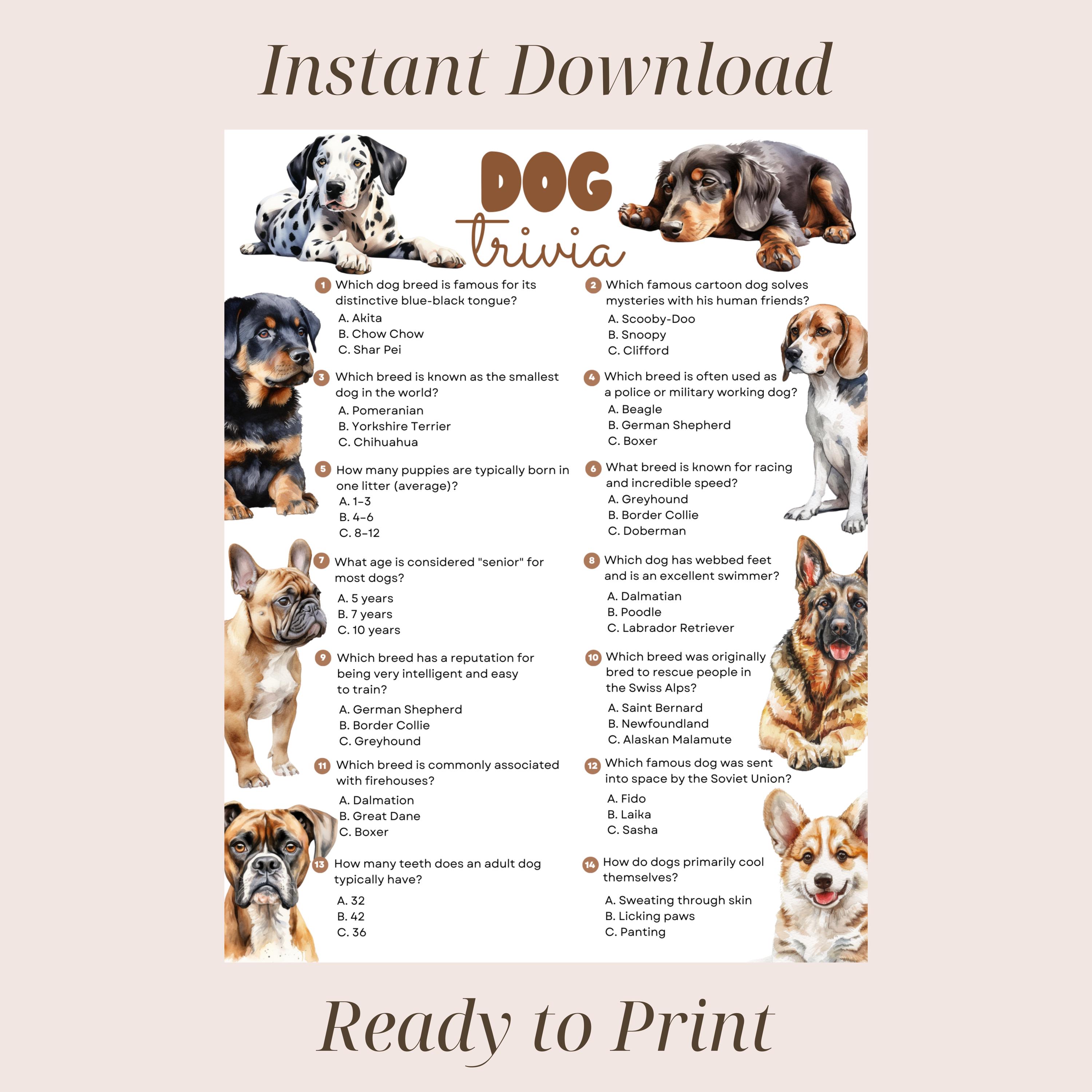 Buy Dog Adoption Ideas Online In India India