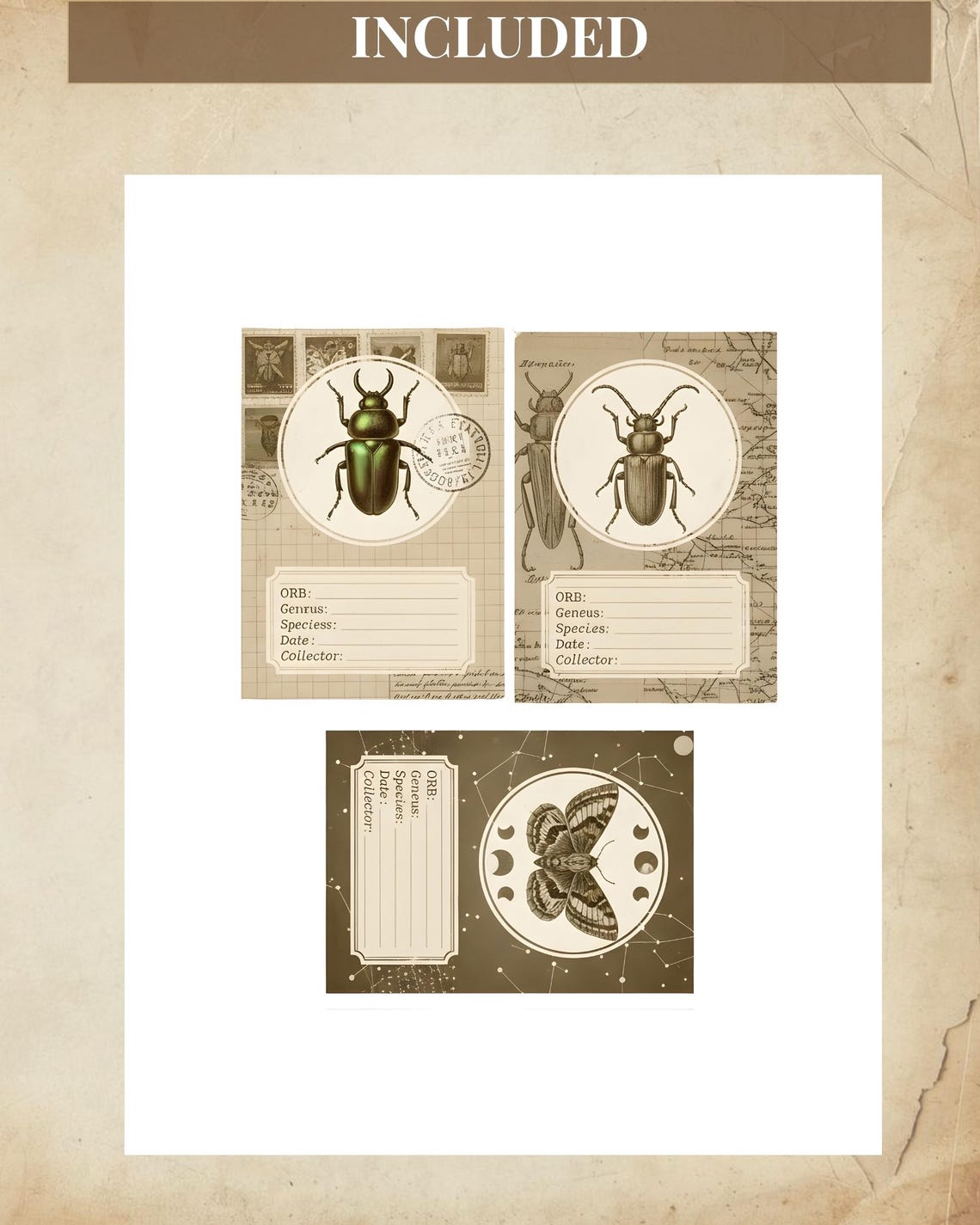 Vintage Specimen Card Folder Printable, Entomology Journal Cards ...