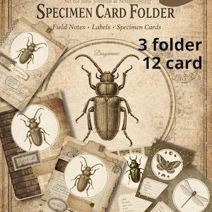 Peut inclure: Ensemble de dossiers de cartes de spécimens de style vintage pour journaux intimes et scrapbooking. Le design présente des illustrations d'insectes. Comprend 3 dossiers et 12 cartes. L'image mesure 21,6 x 27,9 cm.