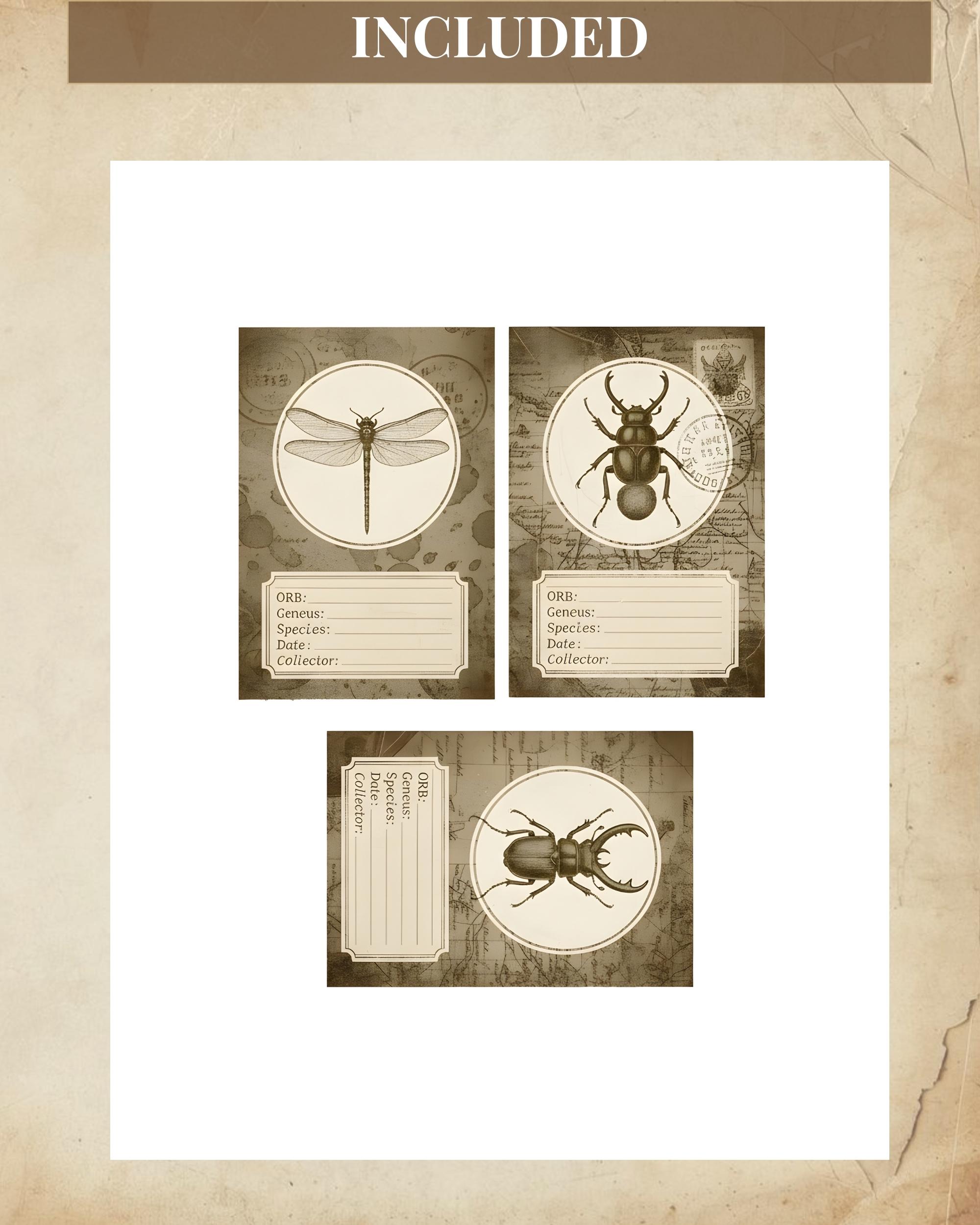Vintage Specimen Card Folder Printable, Entomology Journal Cards ...