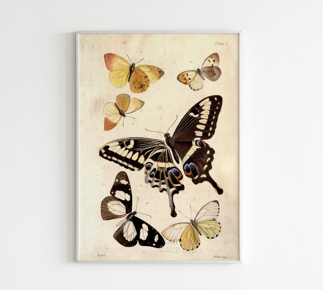 Botanical Illustration Butterfly Poster Gift Vintage Butterfly Print ...