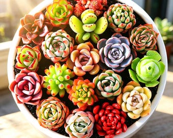 12 Stück / 24 Stück / 100 Stück Lebende Sukkulente Pflanze, Geschenke für Sukkulenten-Liebhaber, Echeveria Bunte Kombination-, Boutique Rare Mixed Succulent Kit