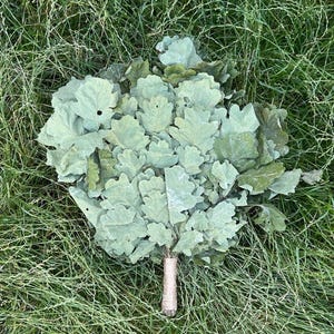 Può includere: Un mazzo di foglie di quercia fresche, legate con spago. Le foglie sono di un colore verde tenue e disposte a ventaglio. Il mazzo è appoggiato su un letto di erba verde.