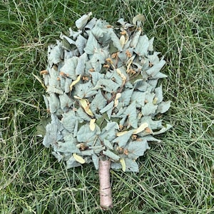 Può includere: Un mazzo di rami di tiglio essiccati con foglie verde pallido e piccoli grappoli di fiori chiari. I gambi sono strettamente legati alla base con un rivestimento liscio e chiaro, creando una disposizione del fogliame a ventaglio.