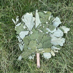 Può includere: Un mazzo di foglie di quercia verdi fresche legate con spago. Le foglie sono di varie tonalità di verde e grigio, e il manico di spago è marrone chiaro. Il mazzo è appoggiato su un letto di erba verde.