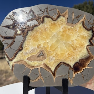 May include: A polished Septarian nodule, showcasing a striking contrast of colors and textures. The center features a vibrant yellow-orange hue, surrounded by a dark brown border and a gray outer layer with intricate crack patterns. The stone is displayed on a black stand.