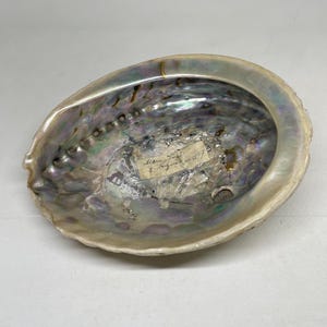 Könnte beinhalten: Eine irisierende Abalone-Muschel mit einem glatten, perlmuttartigen Inneren, das wirbelnde Schattierungen von Lila, Grün und Blau aufweist. Ein kleines, rechteckiges Papieretikett mit handschriftlichem Text ist in der Mitte des Inneren angebracht.