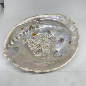 Puede incluir: Una concha de abulón iridiscente con una superficie interior lisa y nacarada. La concha presenta un patrón natural y arremolinado de tonos rosa claro, azul y plata, con pequeños depósitos orgánicos texturizados de color marrón dorado en el centro.