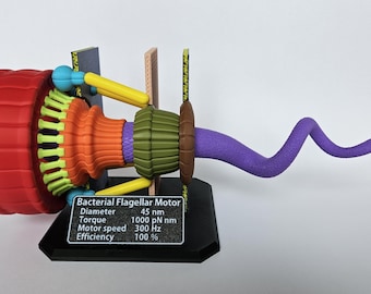 Model of a bacterial flagellar motor – Rotatable teaching model