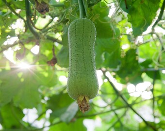 Loofah-zaden, loofahzaden, 5+ count loofah-zaden, zelf tuinieren, hoge kiemkracht, voor tuin en pot, genetisch gemodificeerd erfstuk