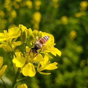 Biologische koolzaadzaden, 200+ counts, koolzaadzaad, zelf tuinieren, hoge kiemkracht, voor tuin en pot, genetisch gemodificeerd erfstuk, -Brassica napus