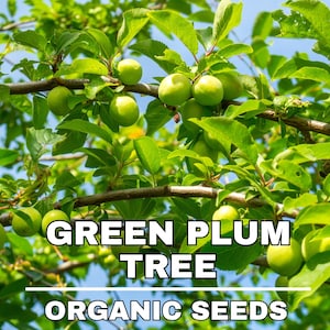 Nasiona ekologiczne Green Plum Tree, 5+ sztuk nasion Green Plum, nasiona roślin do ogrodu i doniczki, odmiana Heirloom bez GMO, nasiona ogrodowe DIY