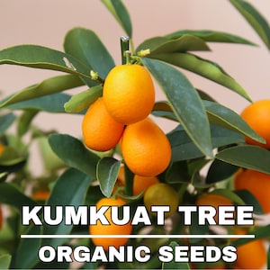 Sementes orgânicas de árvore Kumquat, 5+ sementes de árvore Kumquat, sementes de plantas para jardim e vaso, herança sem OGM, sementes de jardim faça você mesmo