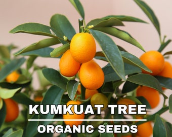 Semillas orgánicas de árbol de Kumquat, más de 5 semillas de árbol de Kumquat, semillas de plantas para el jardín y la maceta, reliquia sin OGM, semillas de jardín de bricolaje