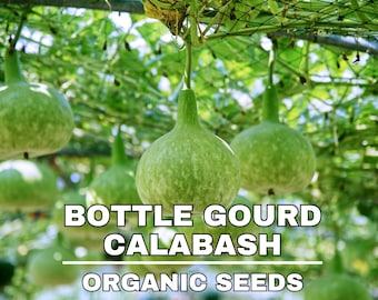 Graines de calebasse de calebasse en bouteille, plus de 5 graines de calebasse en bouteille, jardinage domestique, taux de germination élevé, pour le jardin et le pot, héritage sans OGM