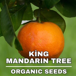 King Mandarin Tree Organic Seeds, 10+ Count King Mandarin Tree Seeds, Plant Seeds for the Garden and Pot, Non-GMO Heirloom, DIY Garden Seeds