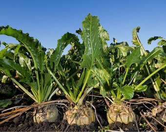 Biologische suikerbietenzaden, 50+ suikerbietenzaden, zelf tuinieren, hoge kiemkracht, voor tuin en pot, niet-ggo-erfstuk