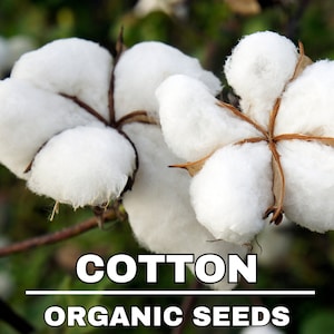 Graines de coton bio, plus de 20 graines, graines de coton, jardinage domestique, taux de germination élevé, pour le jardin et le pot, héritage sans OGM, -Gossypium hirsitum
