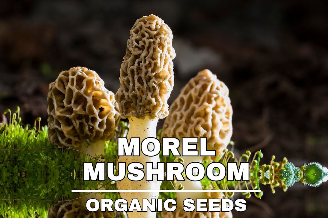 Morel Mushroom Organic Seeds,50+ Count White Morel Mushroom Seeds,morel