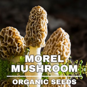 Morel Mushroom Organic Seeds,50+ Count White Morel Mushroom Seeds,Morel Mushroom Plant Seed for Garden and Pot,Non-GMO Heirloom,Garden Seeds