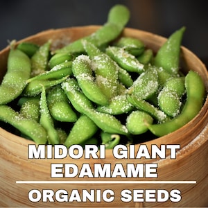 Midori gigantische biologische edamamezaden, 50+ count biologische sojabonen erfstukzaden, containertuin, voor tuin en pot, open bestuiving