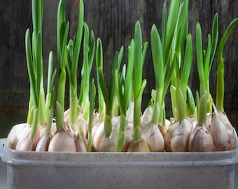 Echte inheemse knoflook biologische zaden, 10+ counts, echte inheemse knoflookplant, tuinieren, hoge kiemkracht, voor tuin en pot, erfstuk