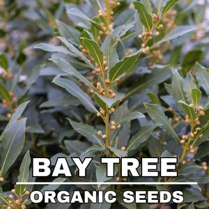 Lorbeerbaum Bio-Samen, Lorbeerbaumsamen, Hausgartenarbeit, hohe Keimung, für Garten und Topf, Non-GMO-Erbstück - Laurusbaum