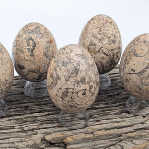 May include: Five fossilized eggs with brown and gray markings, displayed on clear stands. The eggs are arranged in a semi-circle on a weathered wooden surface.