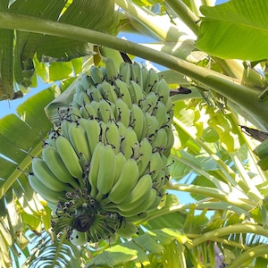 Ready to ship, Sweet Fresh Bananas – Chemical Free, Naturally Grown in Central Florida – Farm Fresh Tropical Fruit from Family Farm, organic