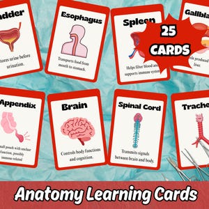 Anatomy Learning Cards, Printable Body Organs Flashcards PDF,Educational Human Anatomy for Kids and Adults, Homeschool Resource