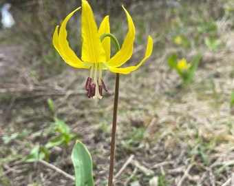 Glacier Lily Flower essence 1oz dropper bottle