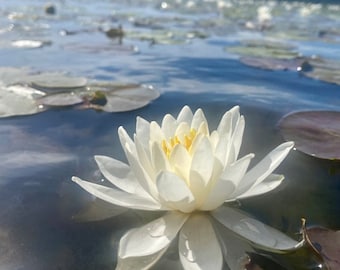 White Water Lily  Flower Essence 1oz dropper bottle