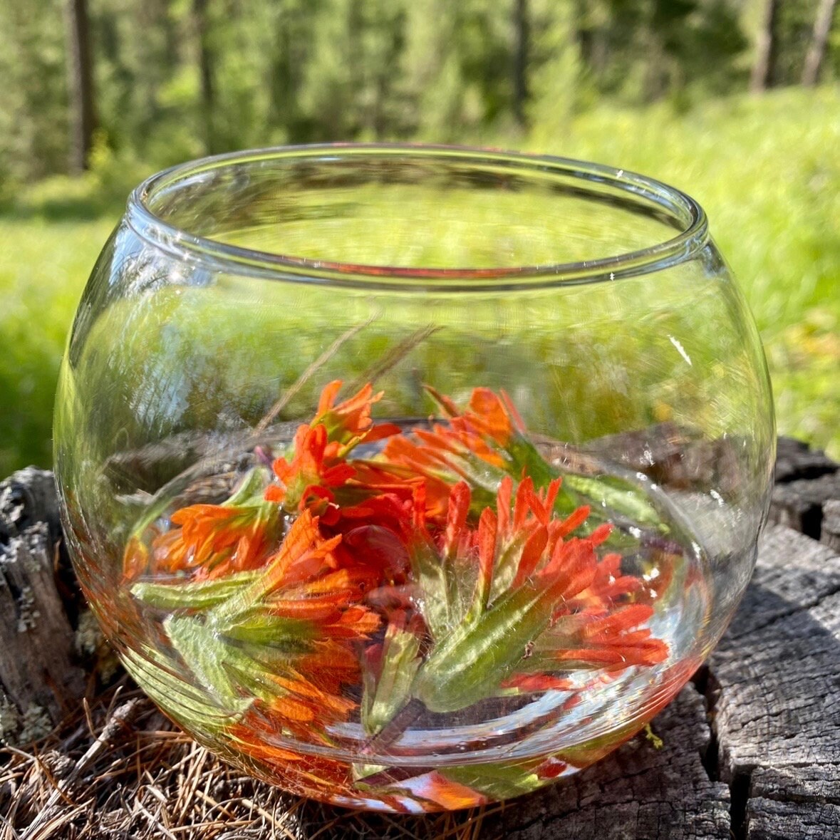 Indian Paintbrush Flower Essence 1oz Dropper Bottle Etsy