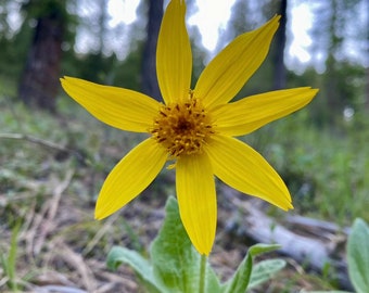 Arnica Flower Essence 1oz dropper bottle