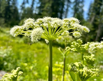 Angelica Flower Essence 1oz druppelflesje