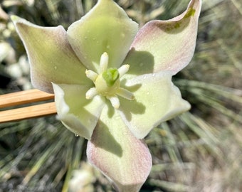 Yucca Flower Essence 1oz druppelflesje