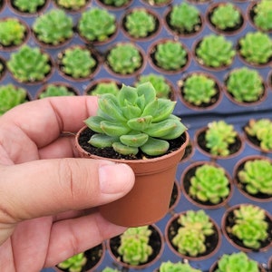 May include: A small green succulent plant in a brown pot. The plant is in a person's hand, and there are many other succulents in the background.