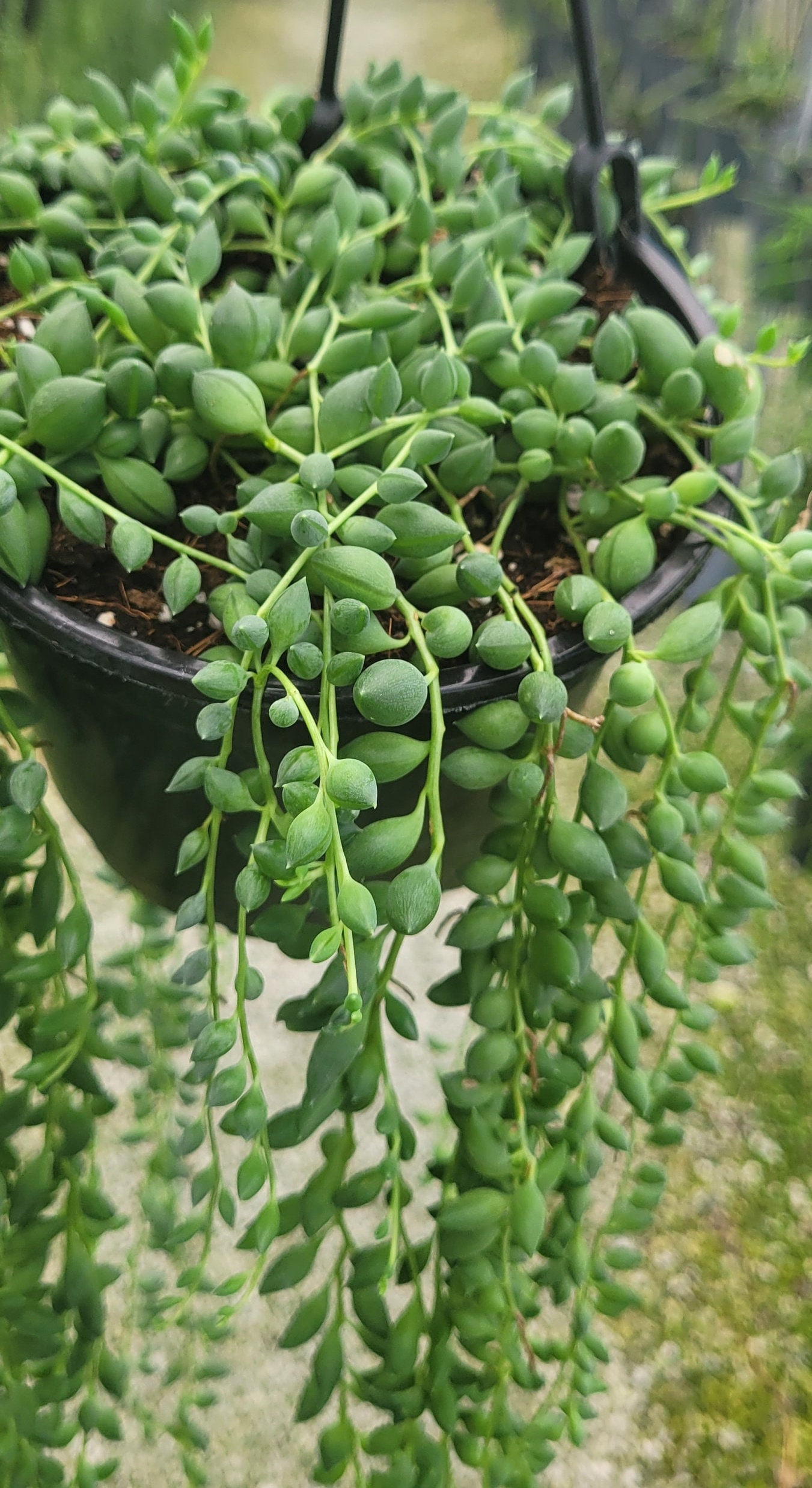 Large String of Pearls - Free Shipping! - Rosary Vine - Succulent Plant ...