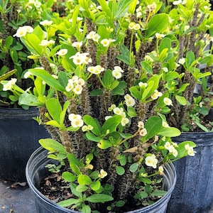 May include: A potted white flowering plant with green leaves and spiky stems. The plant is in a black plastic pot.