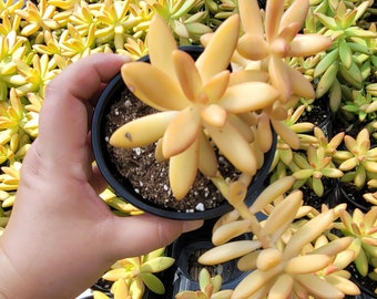 Coppertone Stonecrop - Succulent Plant - Small Pot Collection