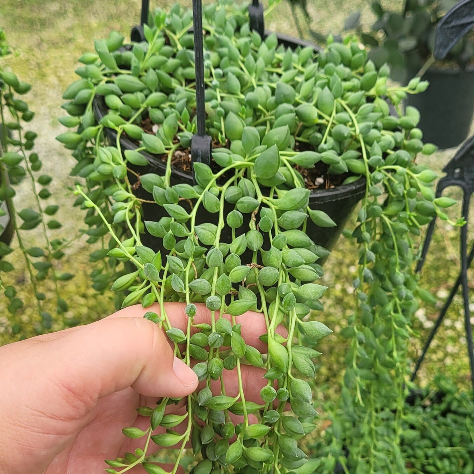 Large String of Pearls - Free Shipping! - Rosary Vine - Succulent Plant ...