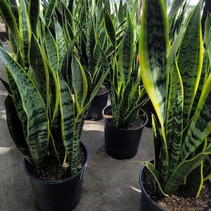 May include: A group of potted snake plants with long, green and yellow striped leaves. The plants are in black pots and are arranged in a row.