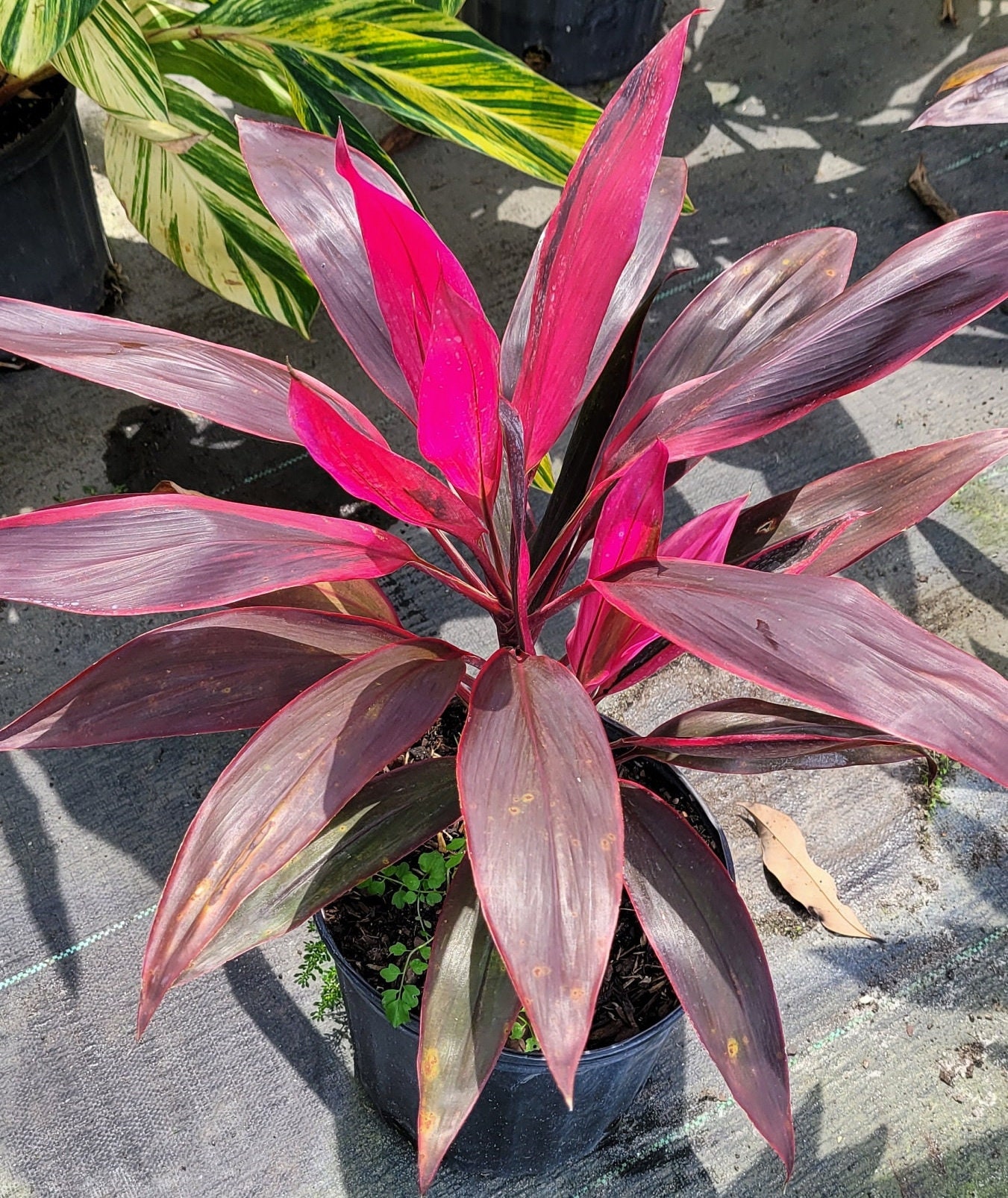 Red Sister - Tropical Plant - Etsy