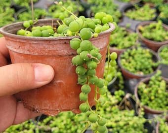 Succulent Plant - String of Pearls - Small Pot Collection