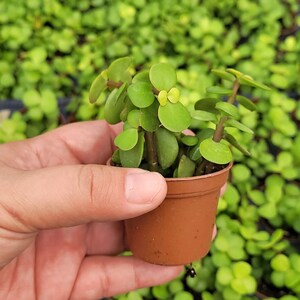 May include: A small succulent plant with green leaves in a brown pot. The plant is being held in a hand.