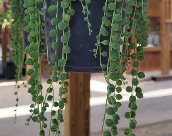 Succulent Plant - String of Pearls - Medium Pot Collection