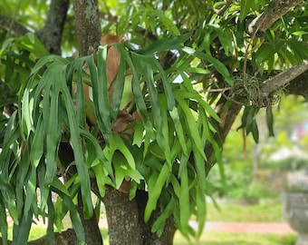 Staghorn Fern - Tropical Plant