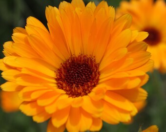 Calendula officinalis - Calendula, Marigold pacific beauty 1-5 grams fresh seeds