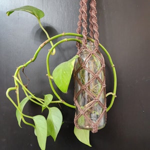 Puede incluir: Un macramé marrón para colgar plantas con una botella de vidrio llena de una planta verde. El macramé está colgado de una pared negra.