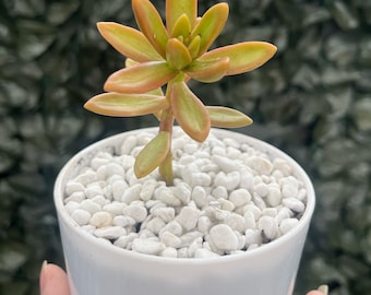 Coppertone Sedum